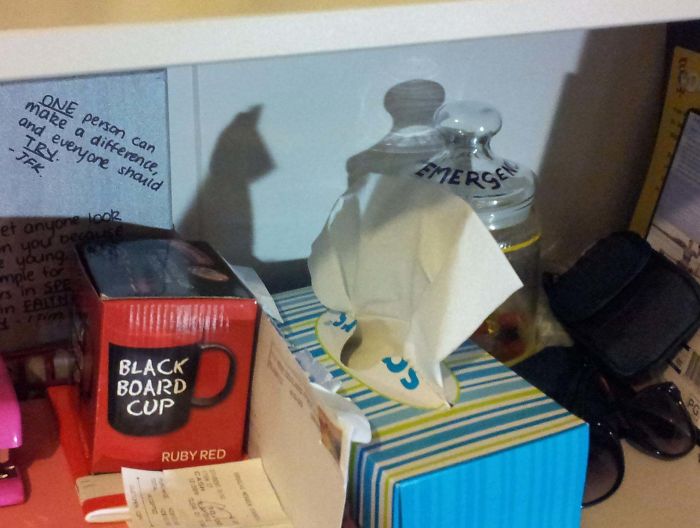 The Shadow Of This Box Of Tissues Looks Like A Cat