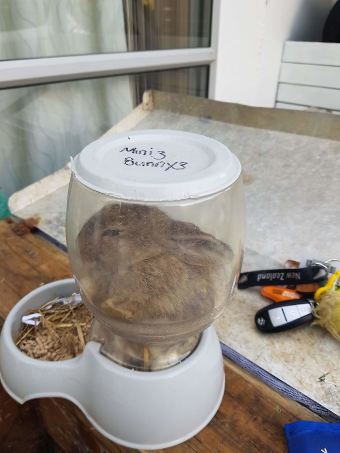 We Left Them Alone For 5 Minutes With A Full Feeder And This Happens -_- (She Is Ok Just Was Very Confused When We Got Her Out)