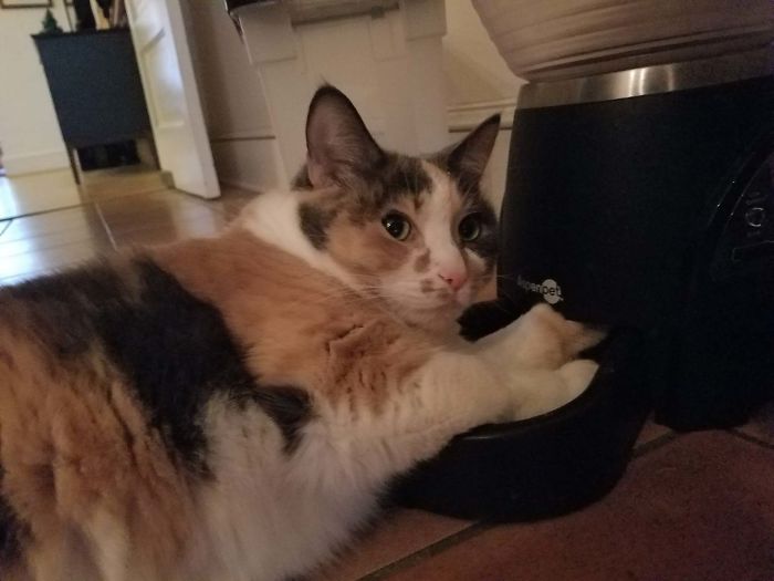 My Fat Cat Got Her Arm Stuck Trying To Get Food Out Of Her Automatic Feeder