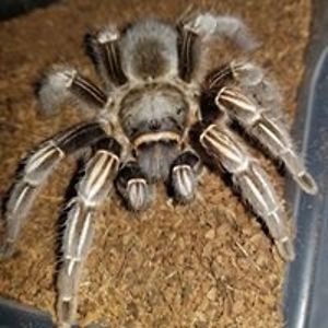 kennedytufano avatar