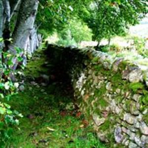 trish_mcinnes_1 avatar