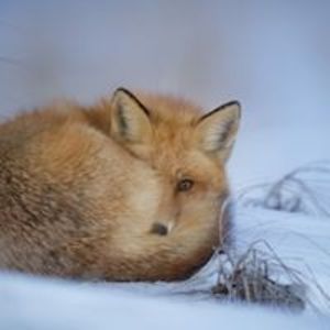 yukine_jaeger avatar