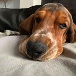 bassetlvr avatar