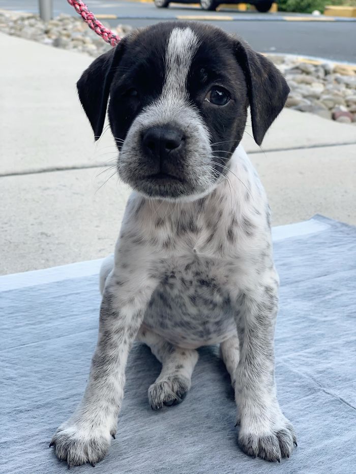 Just Adopted This Little Girl!! She’s Missing An Eye But That’s Okay