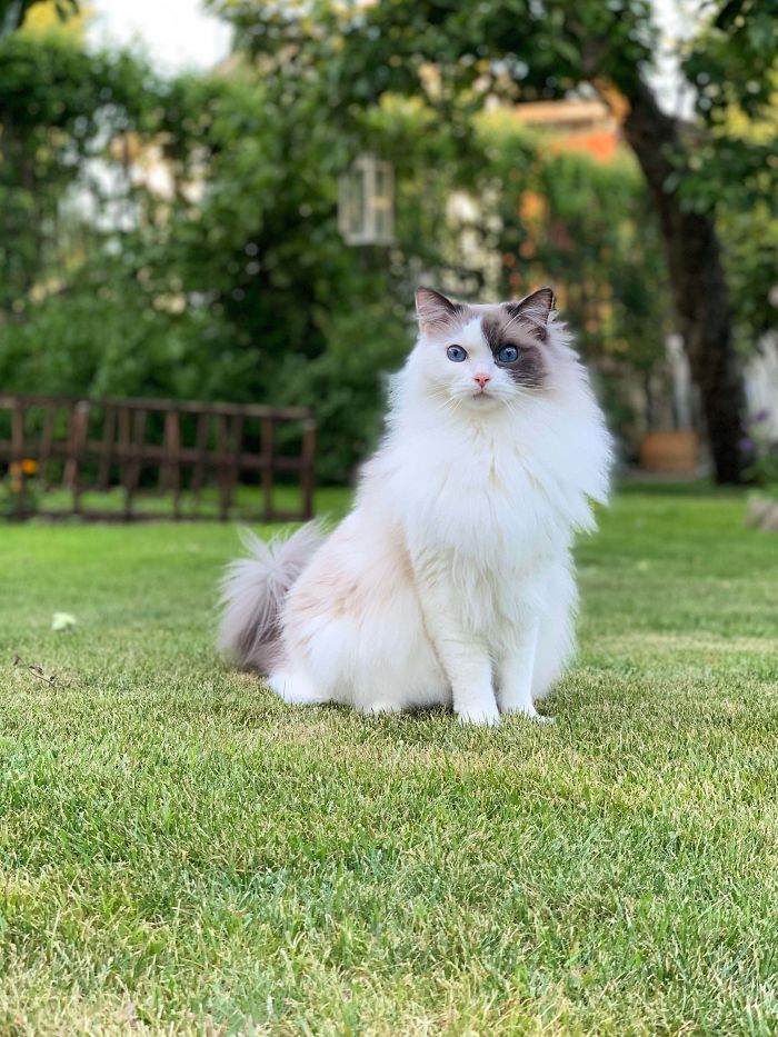 Meet Topi. I First Took Care Of Him While His Previous Owner Tried To Find A New Home For Him But I Decided To Adopt Him After All