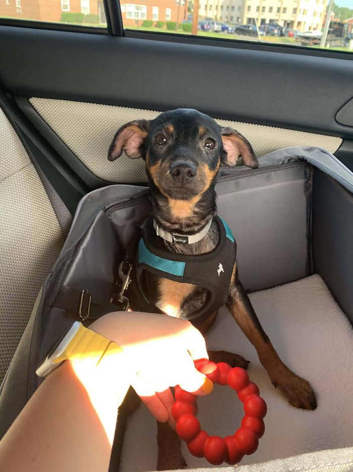 My First Dog Ever At The Age Of 28, We Just Adopted Him From A Rescue This Morning! Everyone, Meet Elvis!