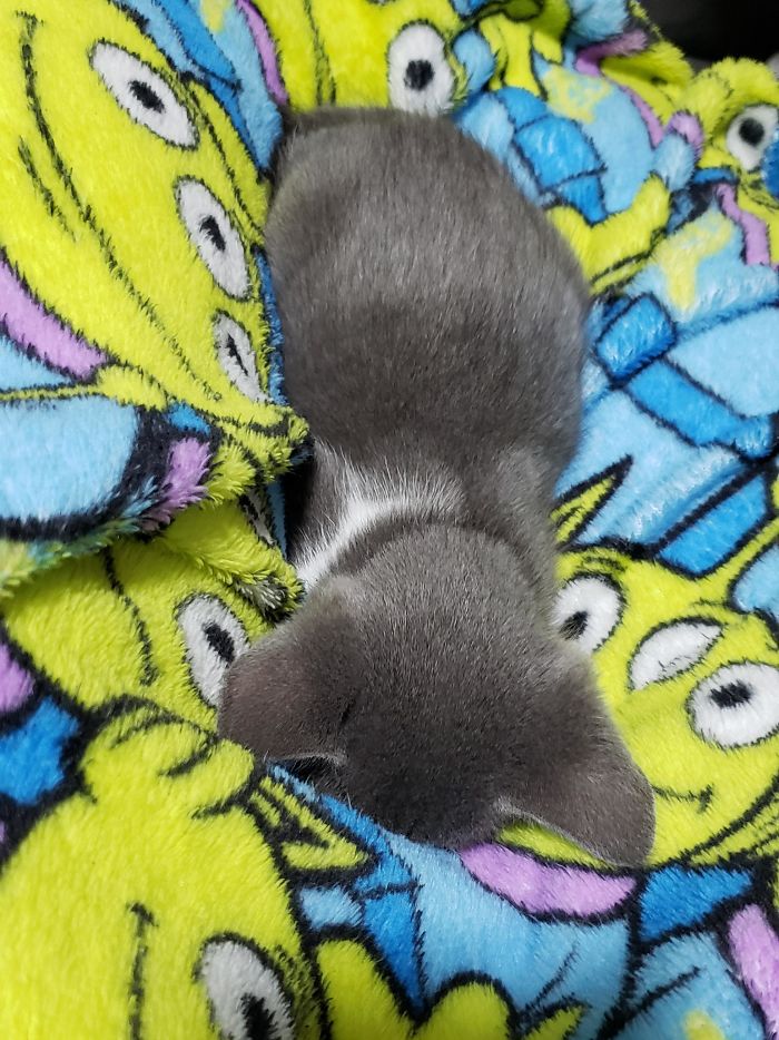 Dimitri Sleeping On The Day He Was Adopted