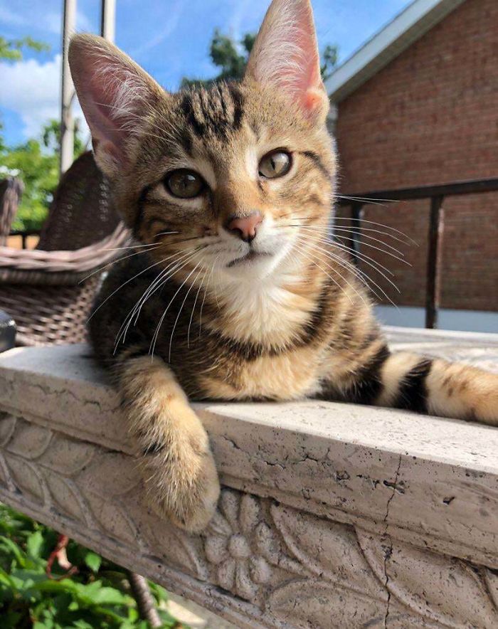 I’m Obsessed With Our New Kitten We Rescued, His Name Is Zuko