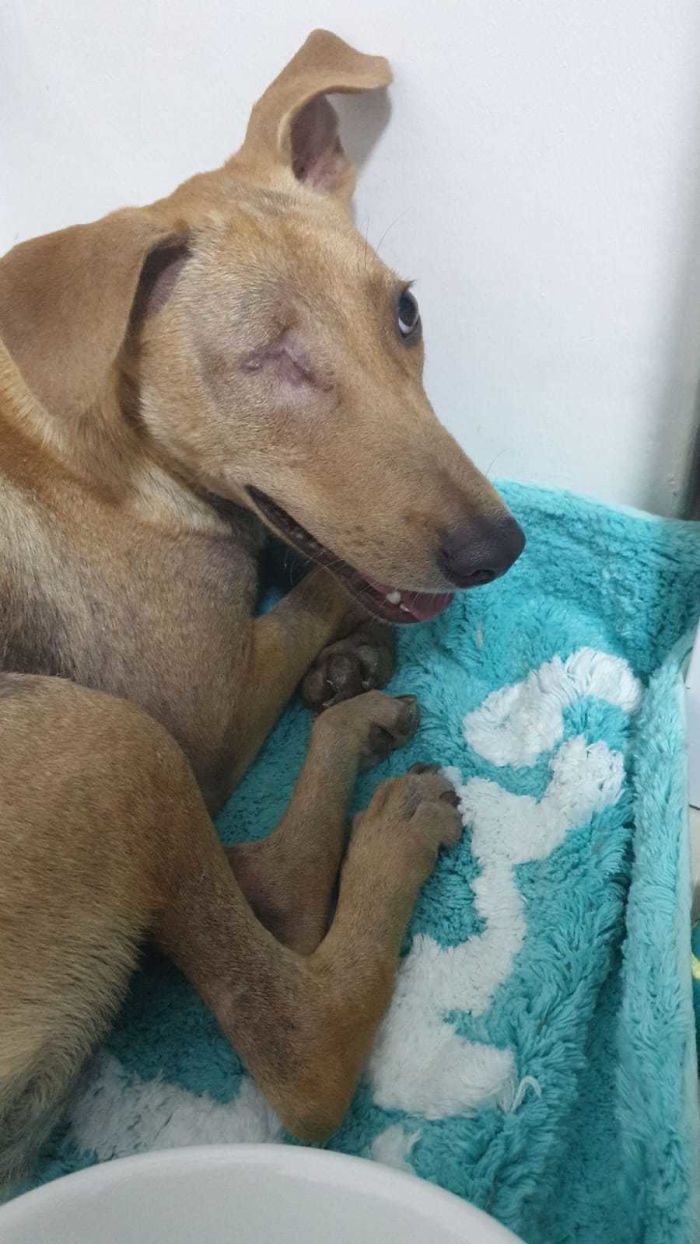 My First Rescue. Shes A Scared, Timid, Beautiful One Eye Baby