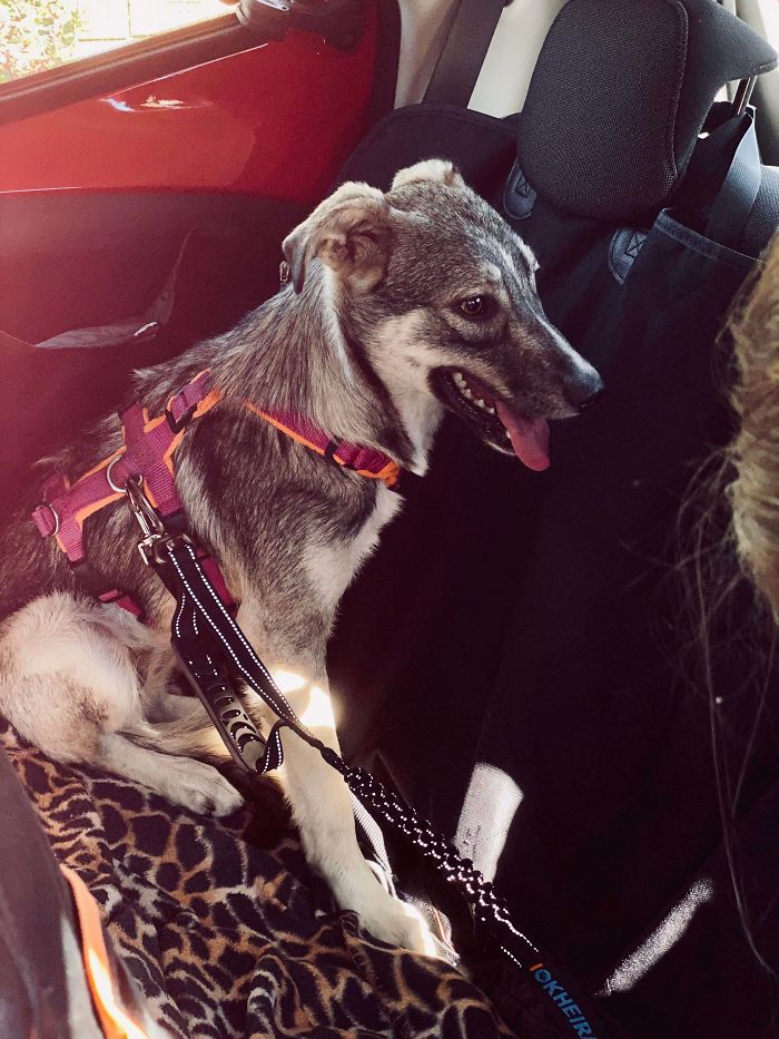 Couple Days Before My 27th Birthday, I Finally Managed To Fulfill My Long-Time Dream Of Rescuing A Shelter Dog