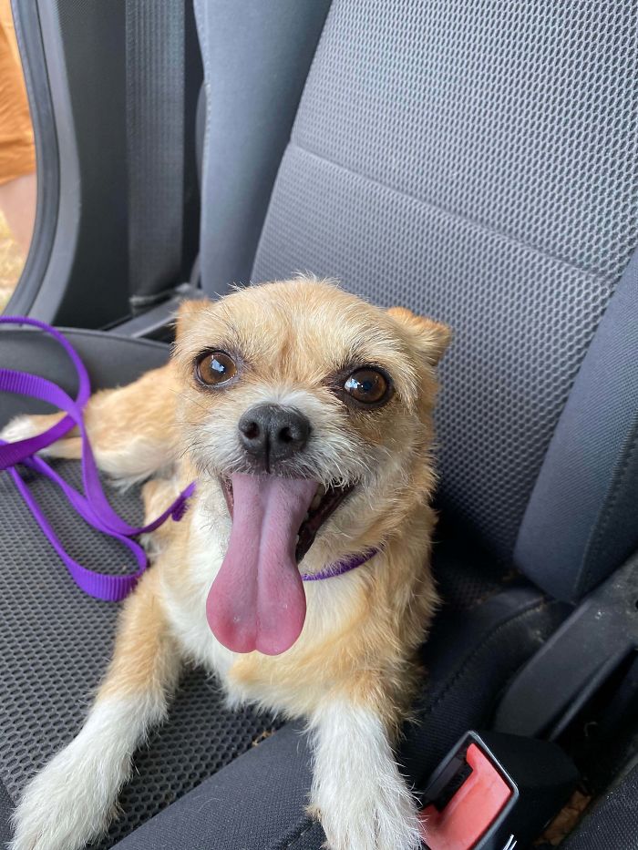 Just Adopted This Sweet Mutt As My First Dog And I Couldn’t Be Happier! A Lifelong Birthday Wish Finally Came True She’s 4 And A Rescue And I’m In Love