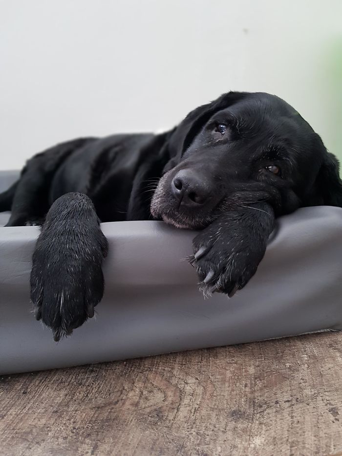 My Old Girl Is Still Up And Running At 15 Years Old. I Give Her The Biggest Hugs And Tell Her She's Loved Every Single Day