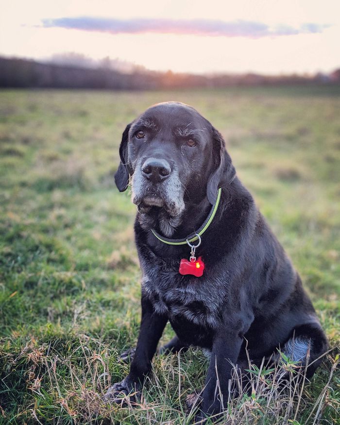 This Guy Is Almost 10 Years Old. His Back Legs Are Going, His Beard Is Grey And His Walks Are At Least 70% Slower Than They Once Were