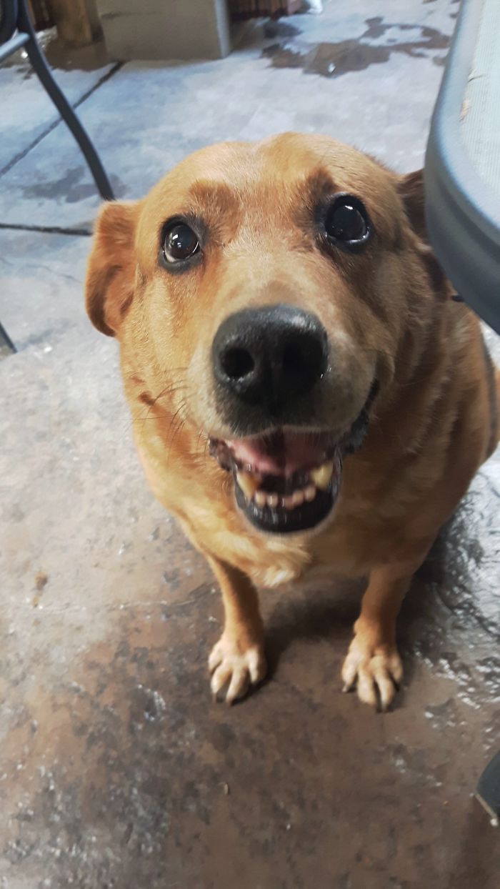 My 14-Year-Old Doggo. He Was Extra Handsome Today