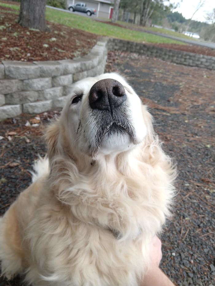 Oi, Boop My 13-Year-Old Dog On The Nose