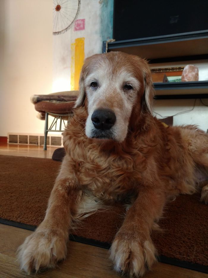 Senior Dogs Deserve Extra Pampering