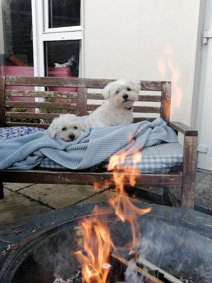 Spending My 21st Birthday In Quarantine With My Two Best Old Boys