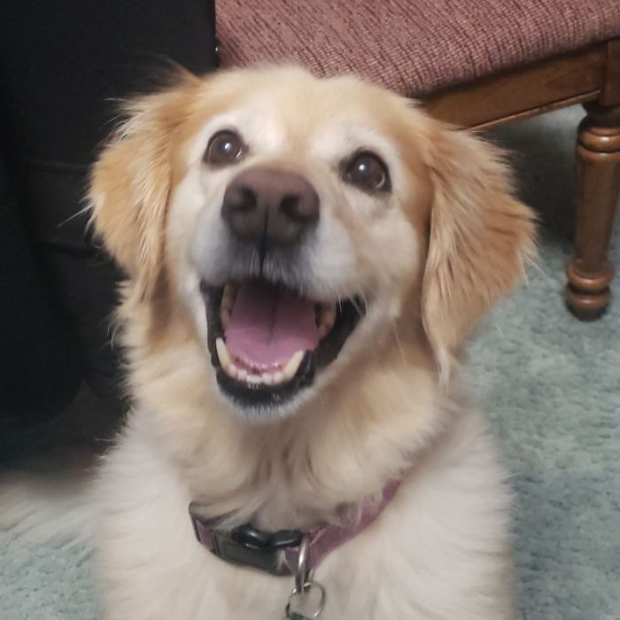 This Is Lily! And I Wanted To Share That She's Doing Pretty Darn Good For 13-Year-Old