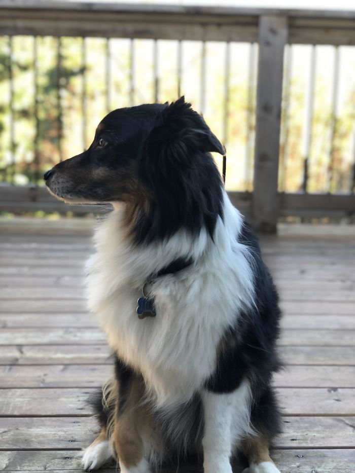 My 14-Year-Old Baby Aussie