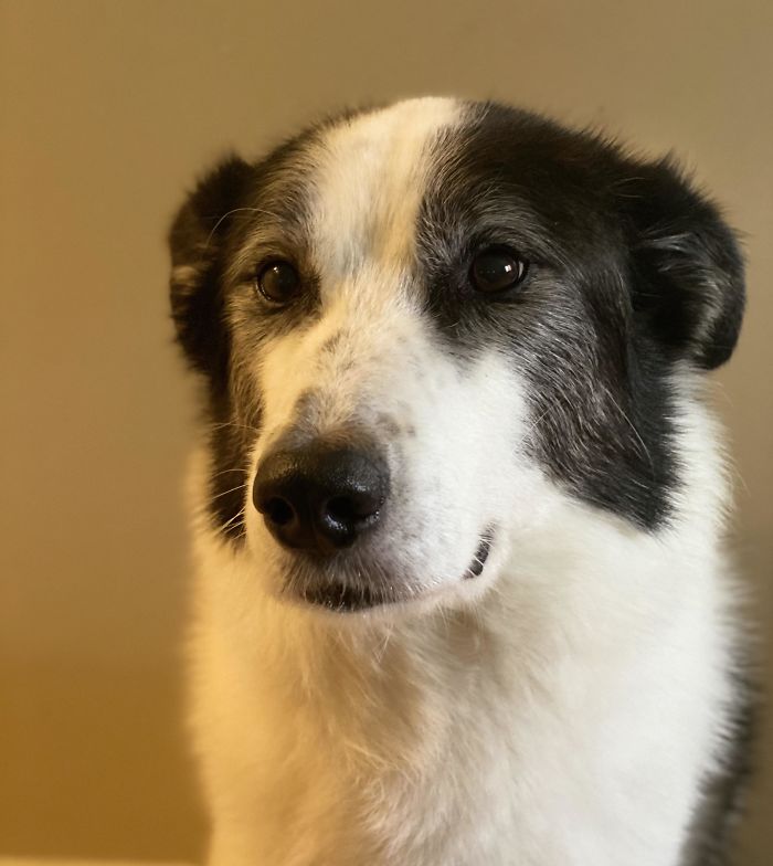 Just A Handsome Old Boy