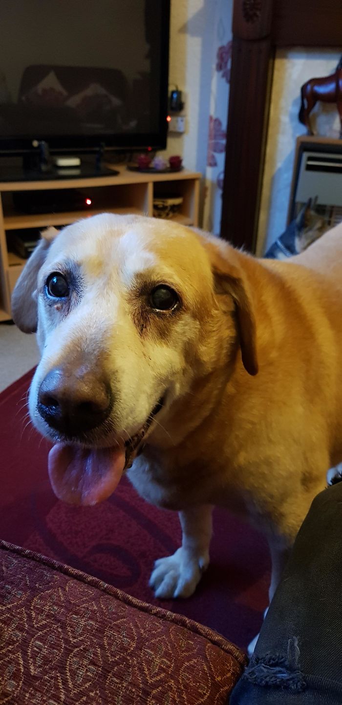 My Old Boy Jack At 17 Years Old And Still Going Strong. Blessed