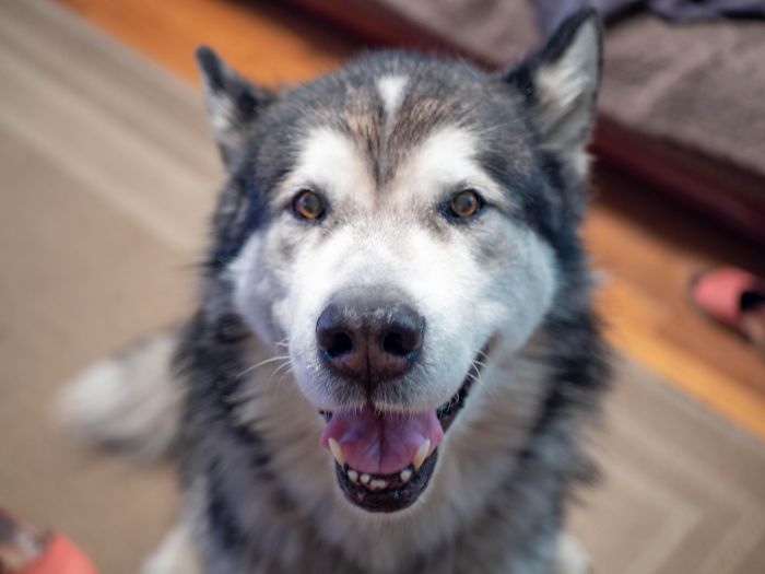 My Good Old Boy Just Crossed 11 Years