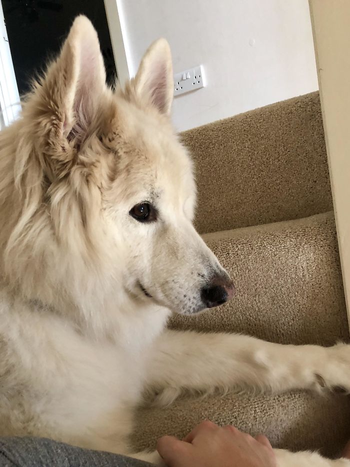 My Majestic Boy Turns 8 Years Old Tomorrow. Ageing Like A Fine Wine, Unfortunately The Same Can’t Be Said For His Owner