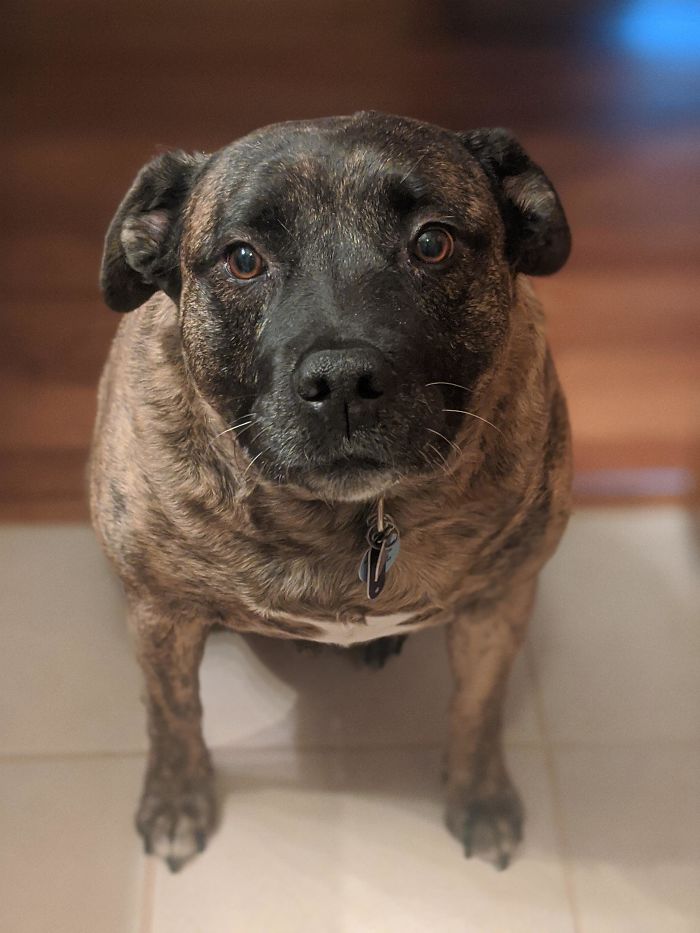 My Dad Recently Adopted A Senior Dog While His Wife Was Looking At Puppies. Meet Rock