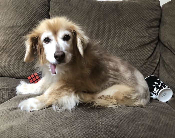 My Golden Girl, Lola, Just Had Her Sweet 16