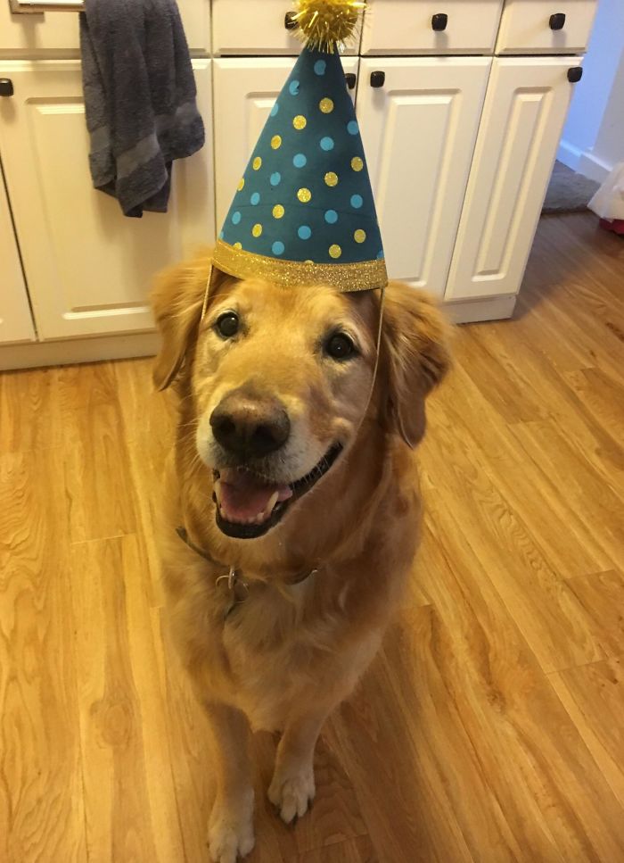 This Is My Very Good Boy Rudy He Just Turned 8 Yrs Old