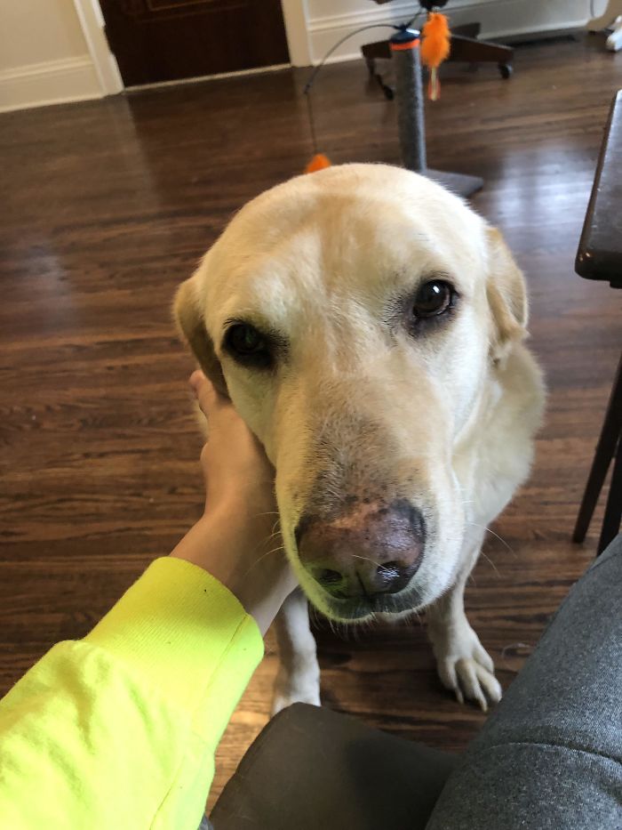 This Is Ellwood. He’s 8 Years Old, He Survived A Snake Bite To The Neck, And A Tree Fell On His Head, But He’s Still A Good Boy