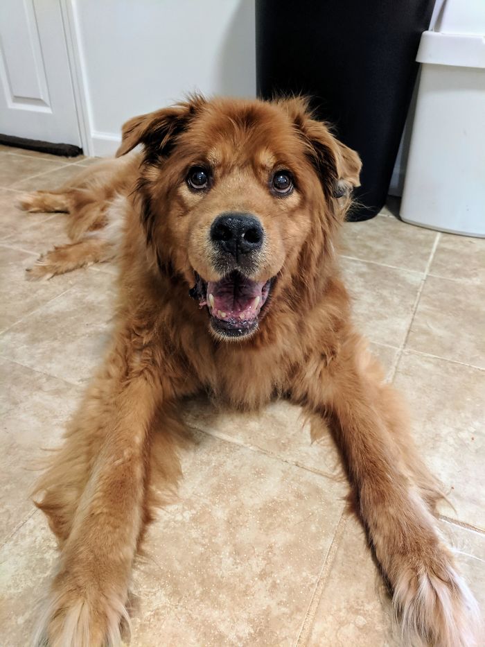 Just Got A Call From Our Vet Following Up On Some Blood Work And Other Tests For 16-Year-Old Good Boy, Teddy. Other Than His Arthritis, He's In Perfect Health. He'll Probably Outlive Us All