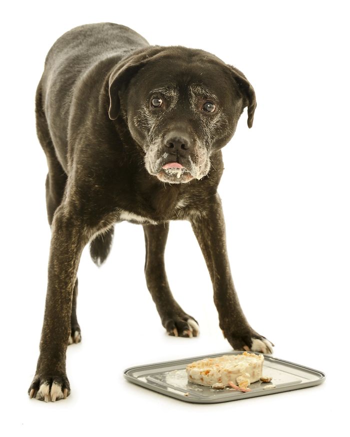 Our Big Old Man Doug Turned 14 On Sunday So Obviously I Baked Him A Cake And Booked Him A Photoshoot