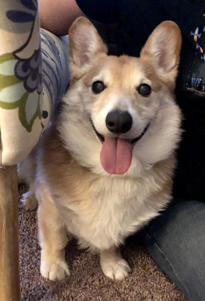 The Shelter Called Spaghetti A Senior Dog, But I Think His Eyes Still Say Puppy