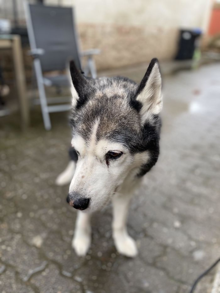Meet My 18-Year-Old Siberian Husky “Damon”