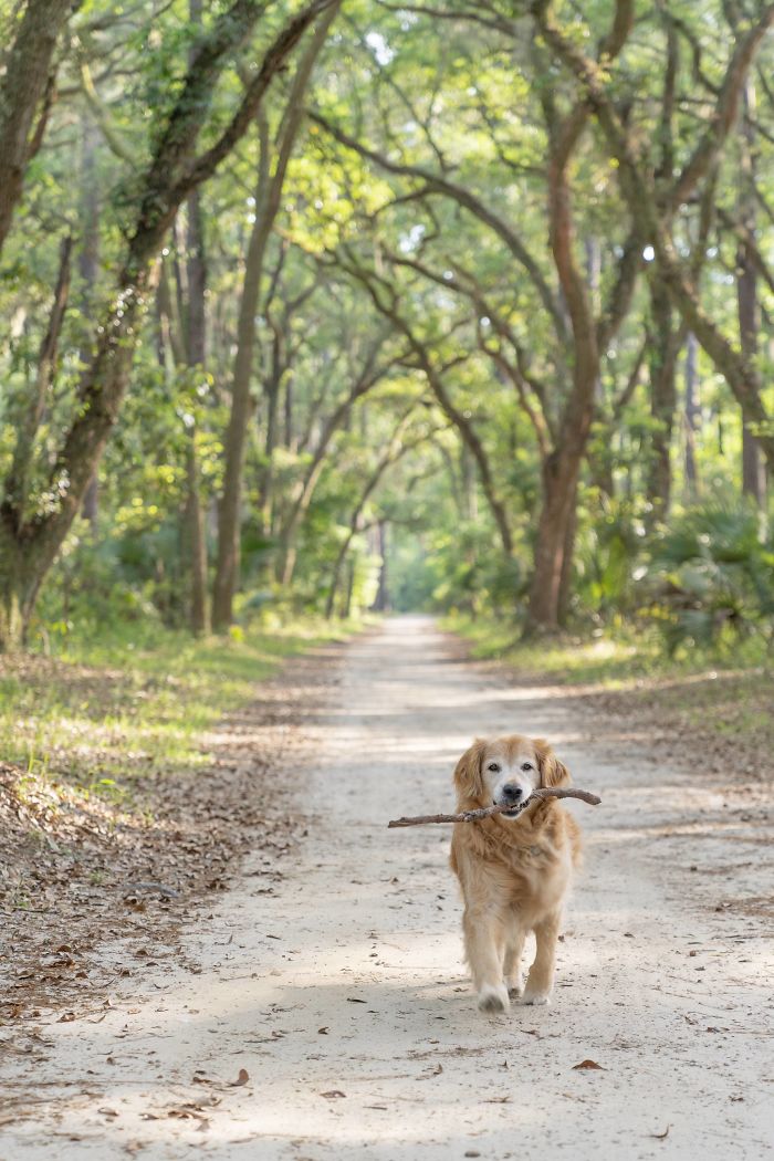 My Boy Still Retrieving At 12 Years Old