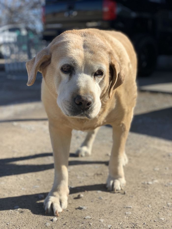 My Cousin's Dog Spanky Is 18 Years Old. He Definitely Is Struggling But Still Loves Some Good Ear Scratches