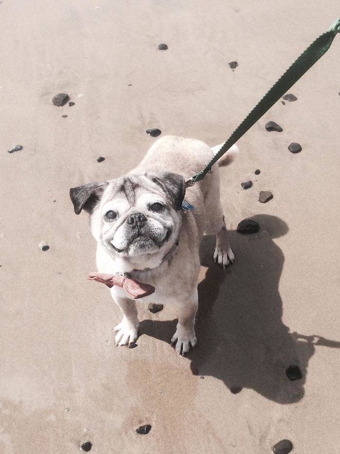 My 16-Year-Old Pug's First Time Visiting The Beach. He Was Born Deaf And Partially Blind From Age