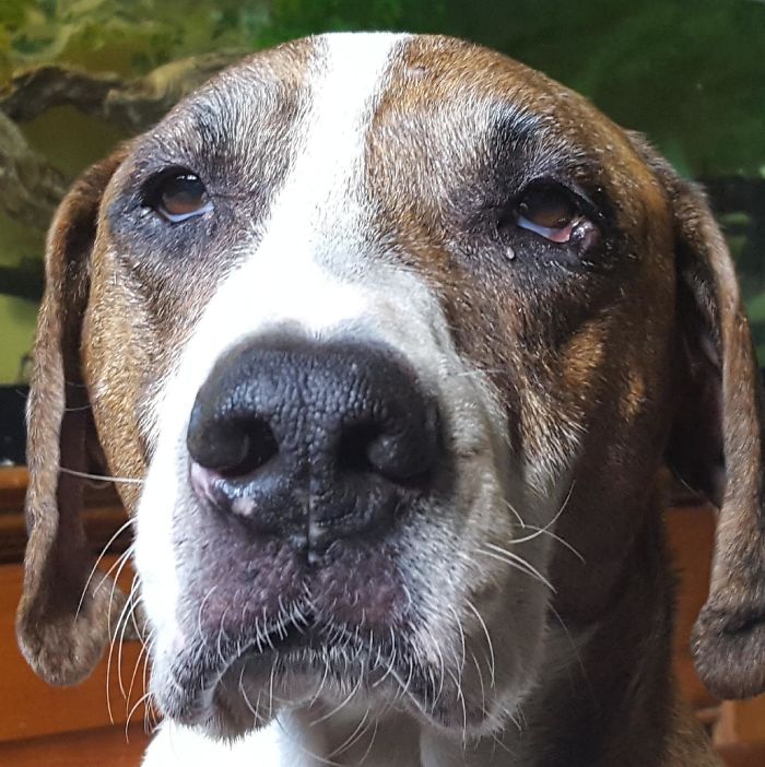 Old But Still A Good Boy