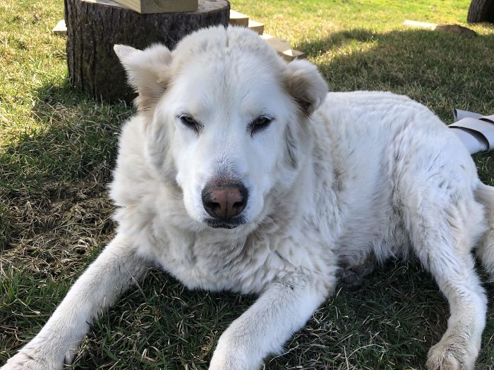 Old Man Max Just Celebrated His 19th Birthday