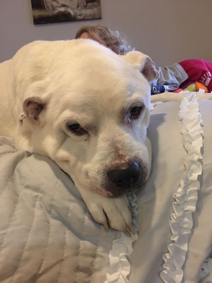 This Is My Aunt's 15-Year-Old Pitbull His Name Is Snoop And He Is 105 Years Old In Dog Years