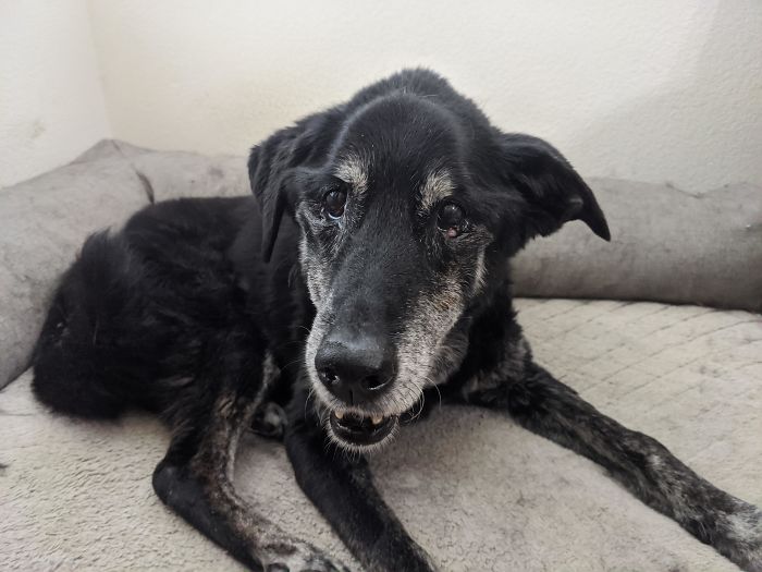 Indigo (17) Is Almost Deaf Now, So The Fourth Doesn't Bother Her Much