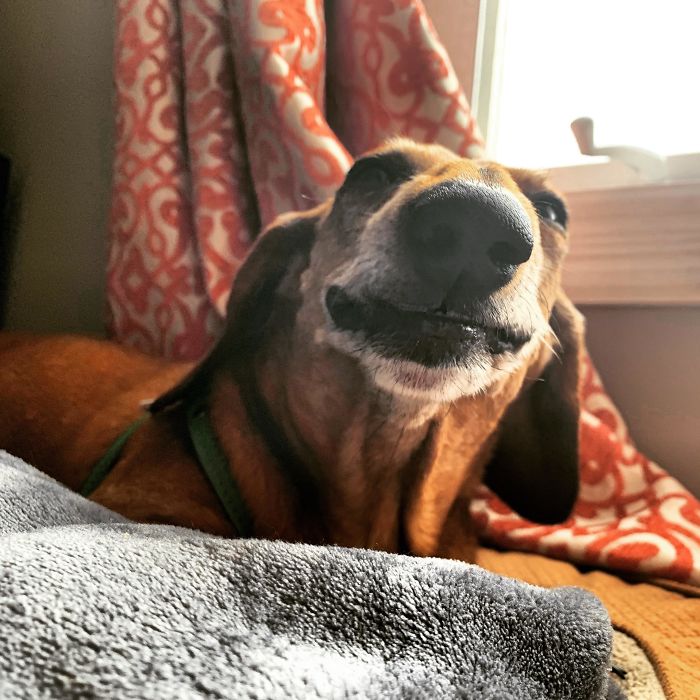 This Is My Old Boi Link - Or Linkers - Or Lonk If I Accidentally Hit The Wrong Key. He’s 10 And Still Very Much A Puppy. Loves Smoochin’