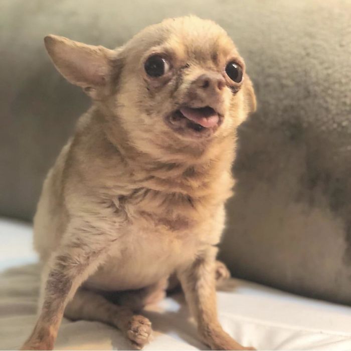 Old Man Bruno, 12 Ish, Doin A Glamour Shot