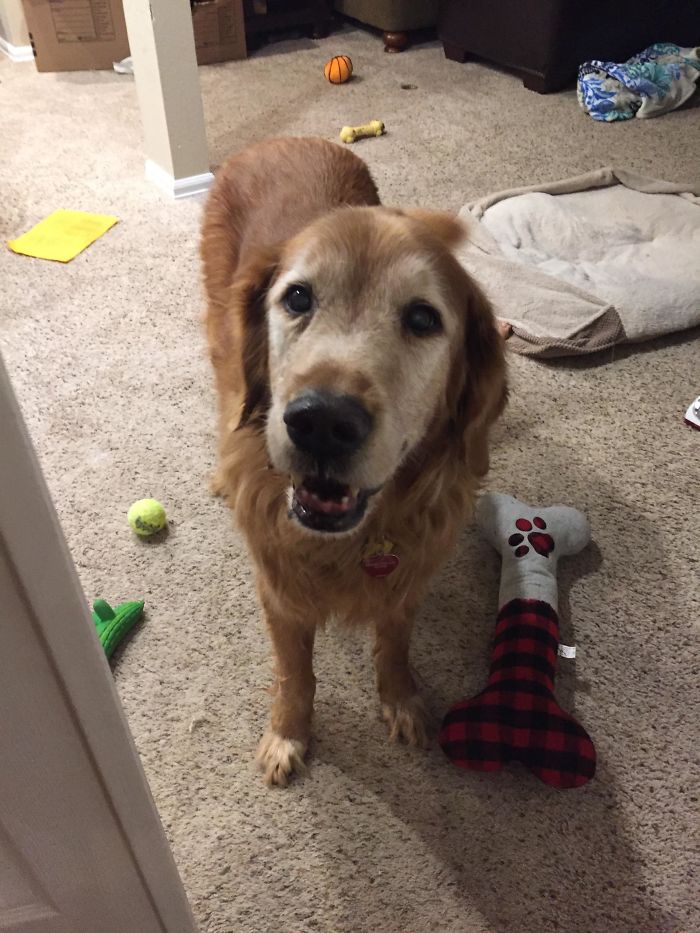 This Is Buddy. He’s Almost 15 And Has Decided He’s Been Around Long Enough To Make His Own Rules. Still A Big Sweetheart Though