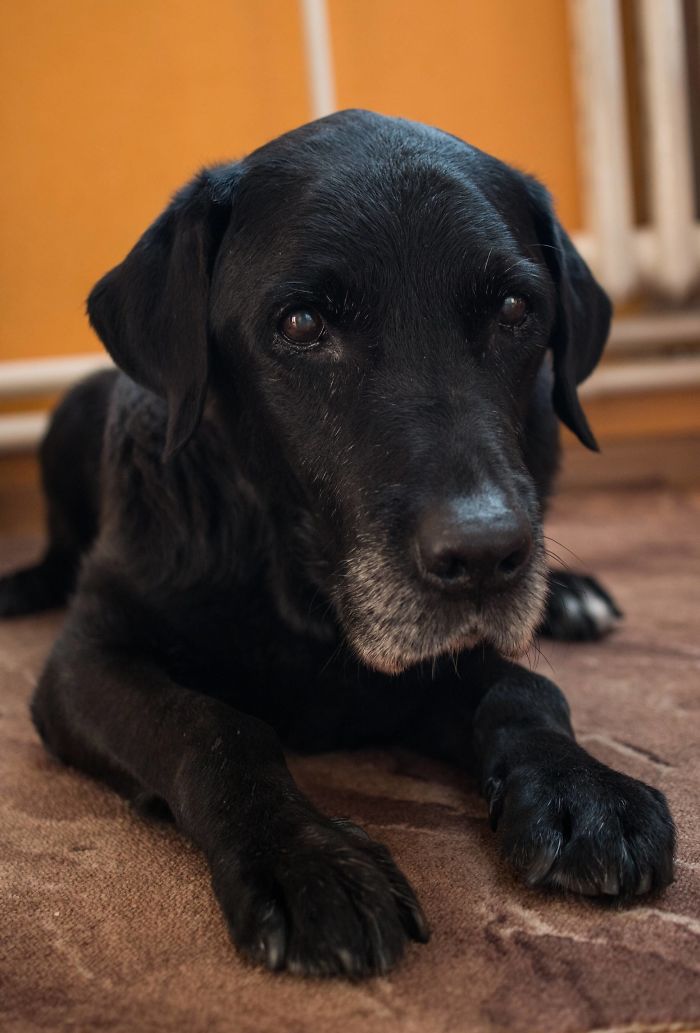 My Goodest Boy Argo. He Is A 15,5-Years-Old, He Had Brain Stroke, But He Is Fighter So He Recovered. Love Him So Much