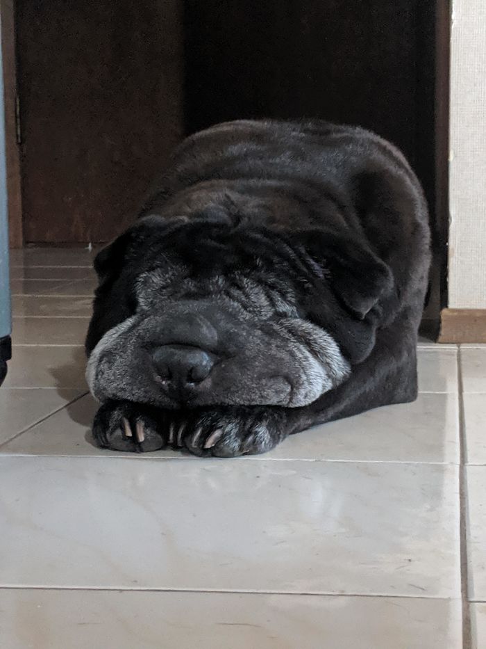 Diesel (9) Is Turning 10 This Month, And He's Melting From All The Excitement