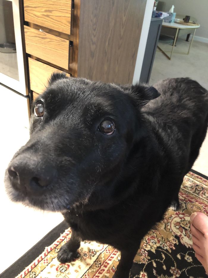 This Is Jack. He’s At Least 15-Years-Old Because That’s How Long We’ve Had Him