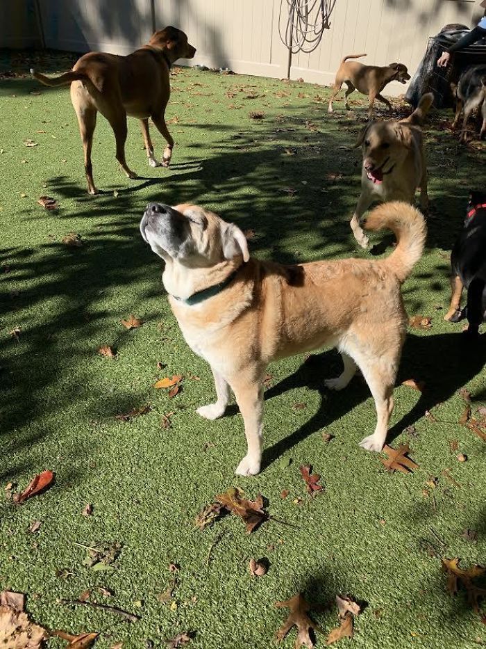 My 11-Year-Old Dog Is So Majestic