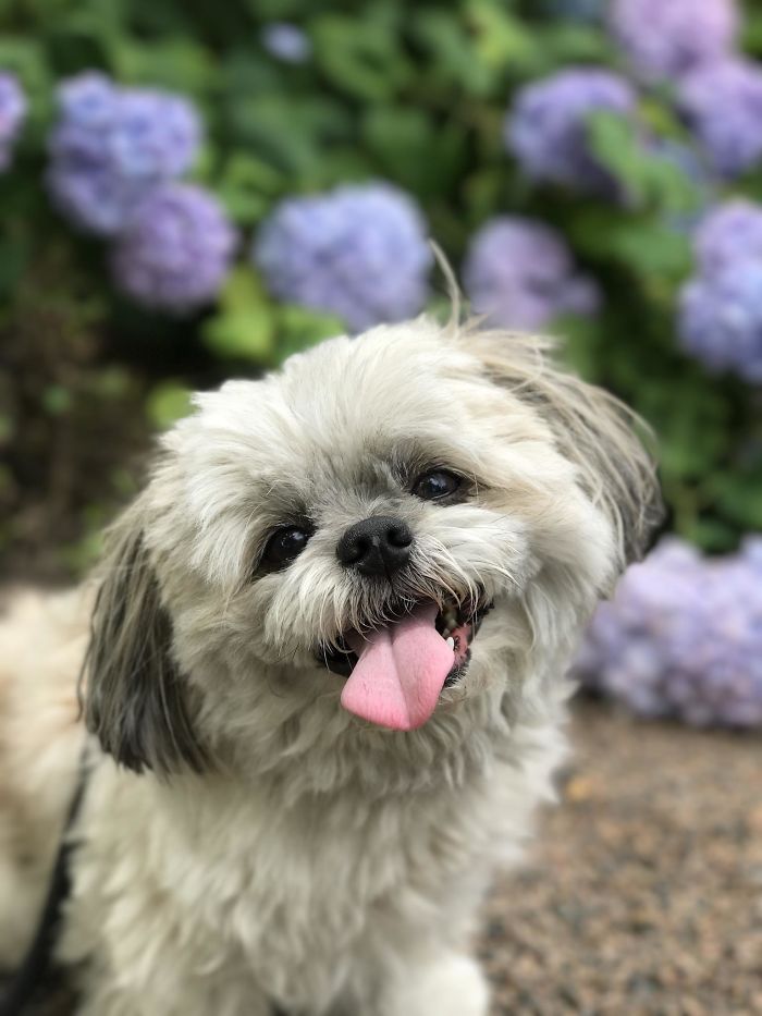 The Best Photo I Have Of My Twelve-Year-Old Dog, Brus